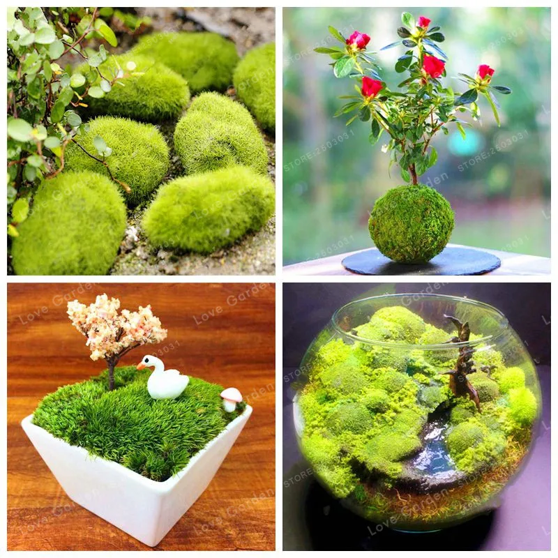 100 Pcs Green Moss Bonsai Rare Creative Bonsai Perennial