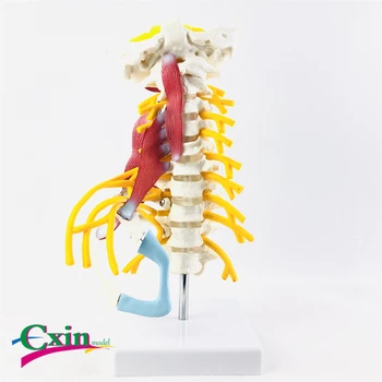 

Human cervical cervical spine nerve model bone model medical teaching