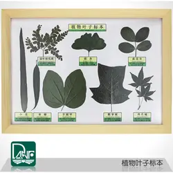 Образец растительного листа из массива дерева рамка Наука Обучающие инструменты детские подарки