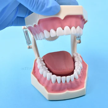 

Dental model of SF teaching model teaching model tooth model 32 screws fixed jaw frame