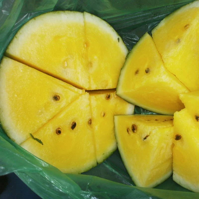 Balcony Plants Virgo bonsai bonsaied Watermelon bonsai Plant Species Easy To High - Yield 10pcs Balcony Plants Virgo bonsai bonsaied Watermelon bonsai Plant Species Easy To High - Yield 10pcs