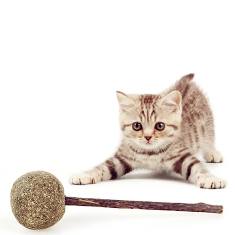 Jouets Herbe Chat Naturelle Saveur De Menthol Pour Chaton Boule De Friandises Jouer Et Nettoyer Les Dents Jouet Pour Chat Aime Animaux Domestiques Aliexpress Jouets Herbe Chat Naturelle Saveur De Menthol Pour Chaton Boule De Friandises Jouer Et Nettoyer Les Dents Jouet Pour Chat Aime Animaux Domestiques Aliexpress