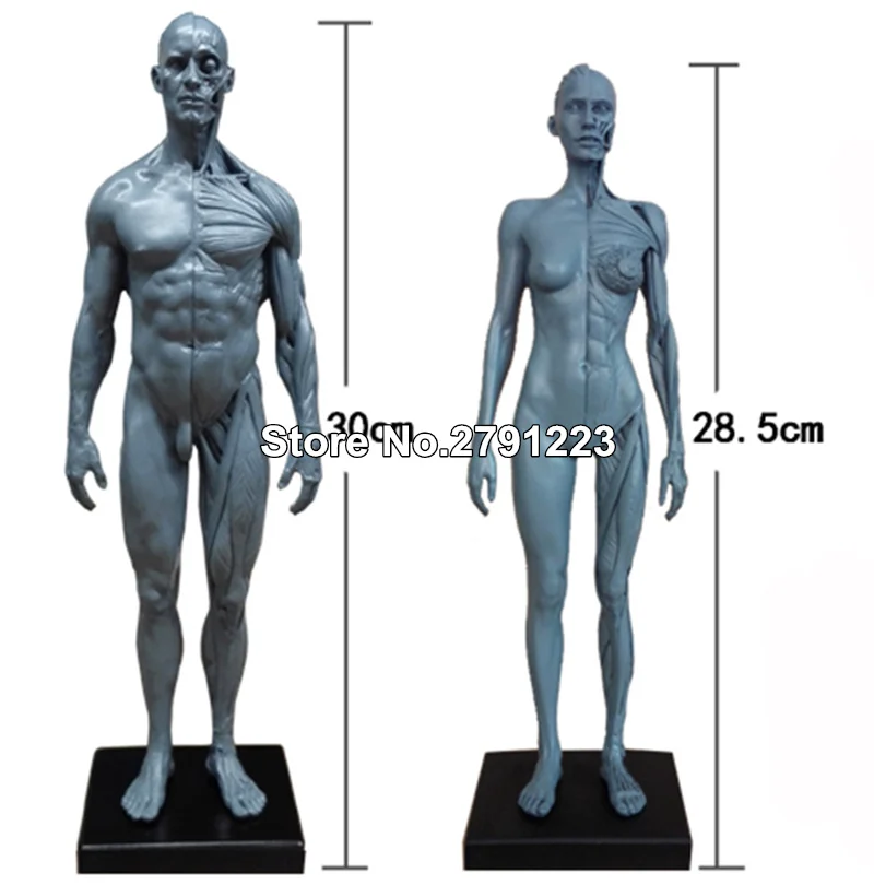 30cm Height Human Anatomy Skull Blood Sculpture Head Body Muscle Bone Model Male 