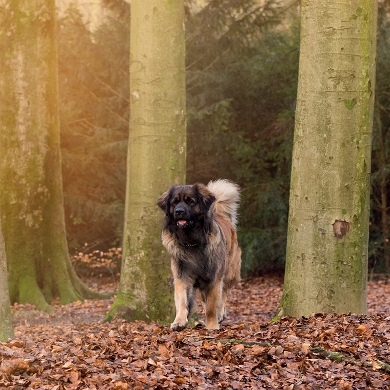 

5D Diy Diamond Painting Cross Stitch Animals Dog Full Square Diamond Embroidery Rinestones Painting Diamond Mosaic Home Decor