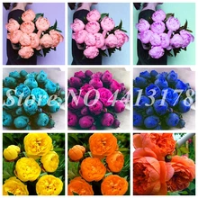 10 Pcs Bag Exotic Double Peony Bonsai Multicolor Perennial Peony Flower Chinese Paeonia Suffruticosa Plant Diy