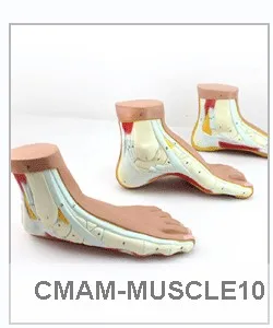 Recommend-muscle06