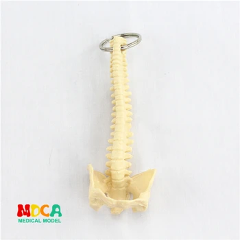 

human spine key buckle ornament gift pendant key buckle human.organ anatomy medical teaching toy YSK010