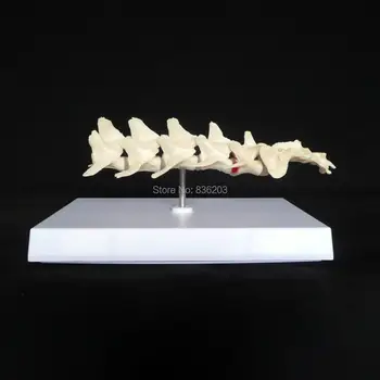 

Vertebral Lumbar Spine Skeleton skul teeth brain medical Anatomy Anatomical meridian surgery Model shadow esqueleto anatomia