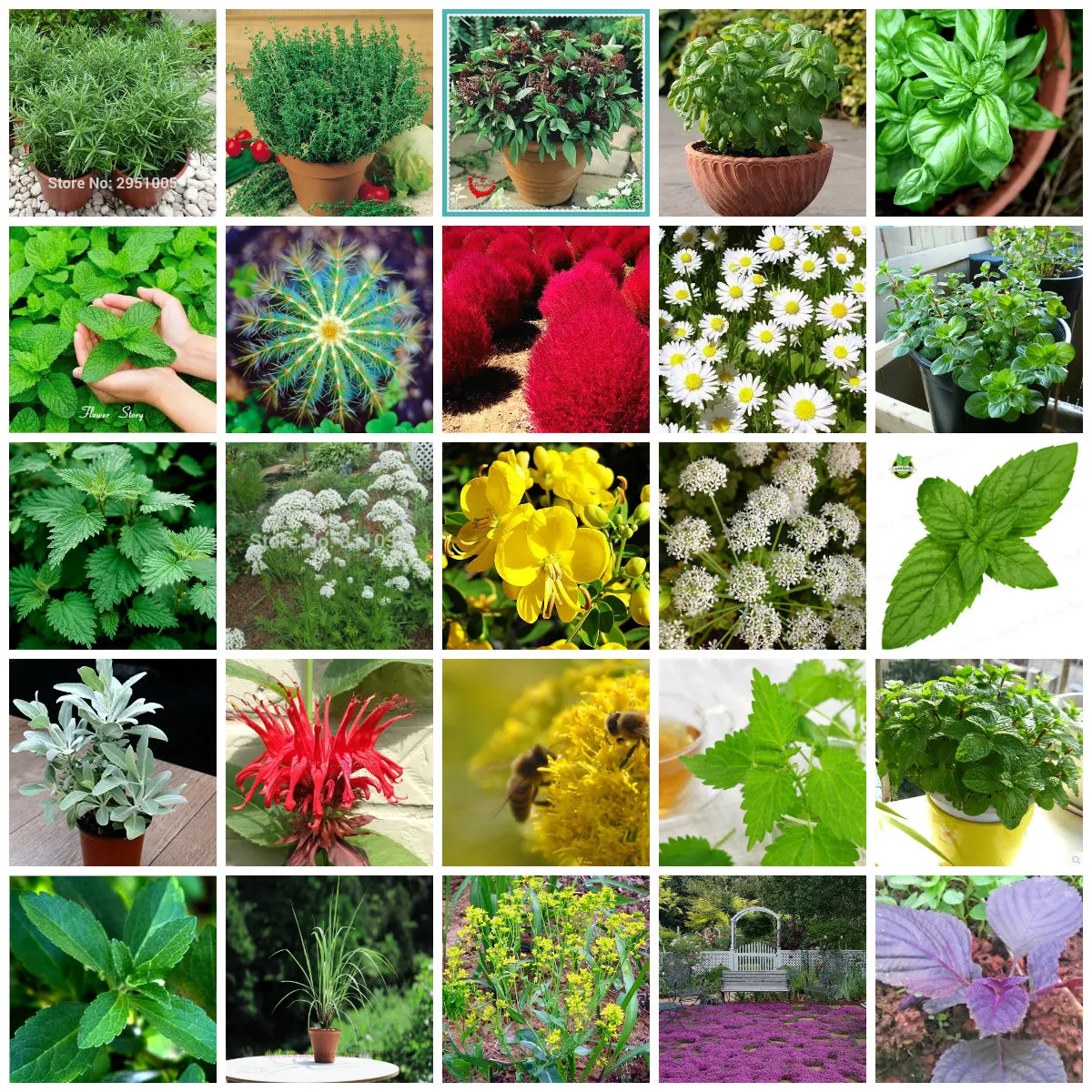 25 tipos De Hierbas Semillas DIY Decoración Belleza Casa Jardinería