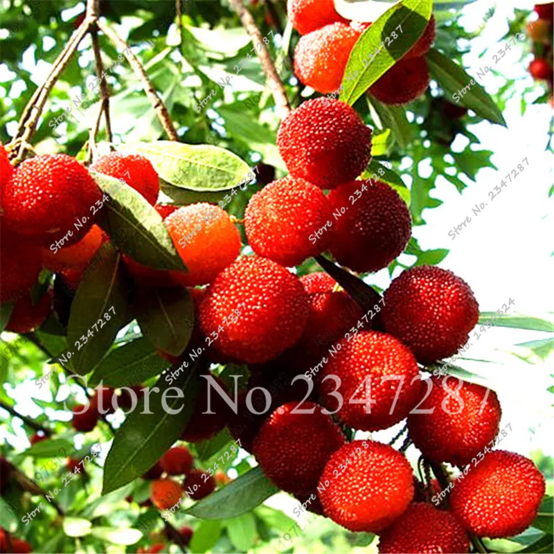 

10pcs Myrica rubra strawberry fruit tree High medicinal and food value Chinese rare fruits for home garden