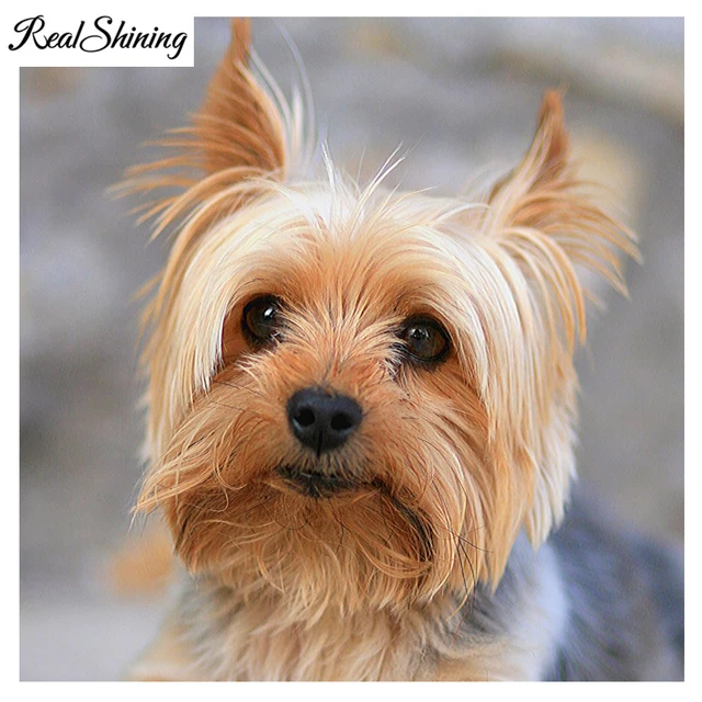 5d diy diamond painting cross stitchanimal yorkshire terriermosaic 5d diy diamond painting cross stitchanimal yorkshire terriermosaic