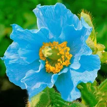 Rare Persian Blue poppy Papaver Somniferum DIY Home Garden Flower Seeds Easy to Grow 200 PCS poppy seeds