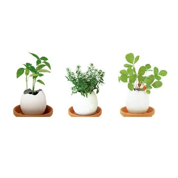 

3pcs/set Mini Creative DIY Beautiful Decor Mini Lucky Egg Potted Plant Office Desktop Home Decor Use