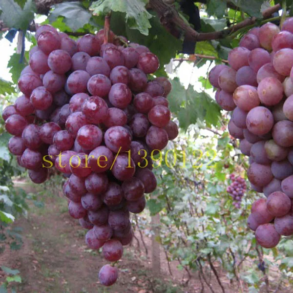 Compare Prices on Chinese Grape Online Shopping/Buy Low Price Chinese
