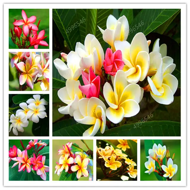 20 PCS Seeds Plumeria Bonsai Hawaii Flowers Tree Perennial Garden Plants Rare M