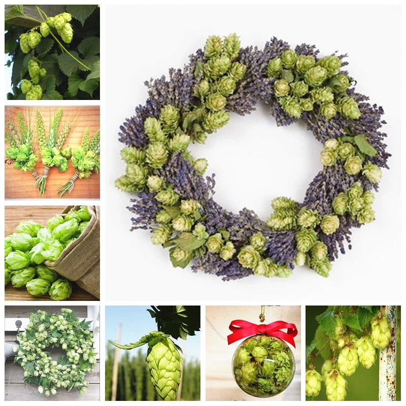 

Big Sale 100 pcs/ bag German Hops Humulus Lupulus Brew Your Own Beer Perennial Bonsai Potted Today Plants Form Blooming Plants