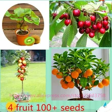 4 kind fruit ,bonsai fruit tree seeds ,vegetable and fruit seeds total 100+ seeds
