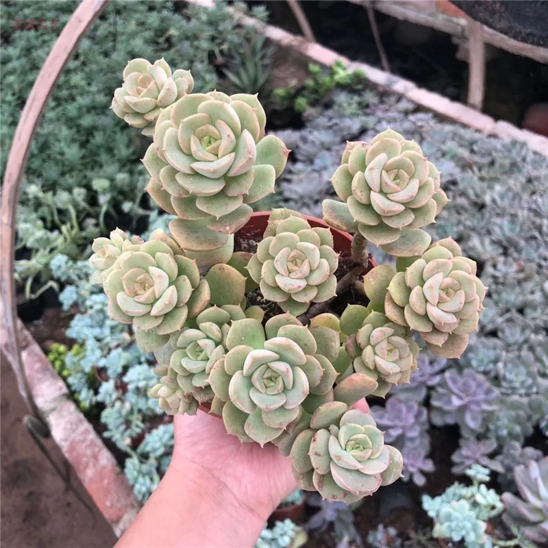 Кластер живой суккулент "Echeveria" Nicksana "variegated" суккулентные черенки