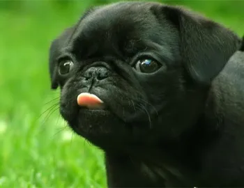

5D Completa Família Pintura Diamante Diy quadrado Pug Dog Needlework Bordado Ponto Cruz unicórnio Animais Animais de estimação d