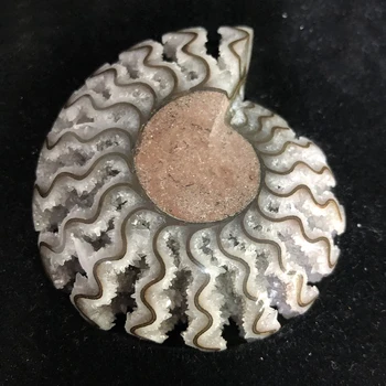 

Top Quality! Natural Ammonite Fossil Geode Drusy Mineral Specimen Ocean Snail Quartz Crystal Cluster Crafts Gifts& Free Gift Box