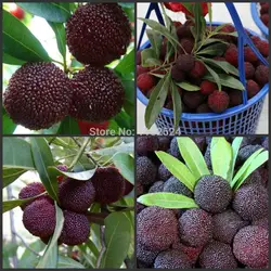 10 Semillas-китайская черная Bayberry Semillas, Yangmei Tree Semillas, вкусные закуски Фрукты *