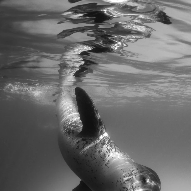 Full body view of a leopard seal  Astrolabe Island  Antarctica Poster Print (24 x 33)