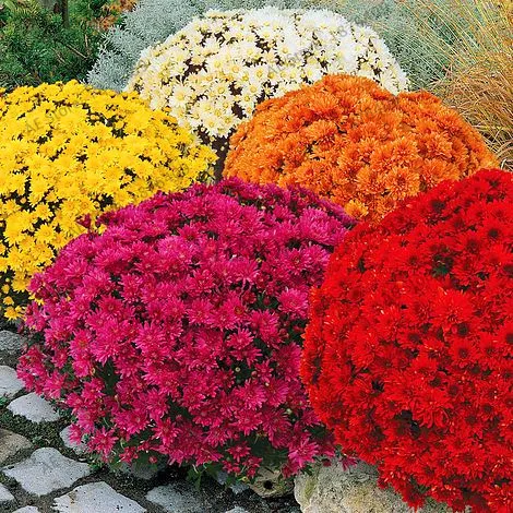 

Lowest Price!100pcs/bag Ground-cover chrysanthemum garden, chrysanthemum perennial bonsai flower flores daisy potted plant for h