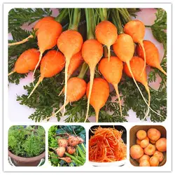100 шт./пакет Парижский морковь бонсай без ГМО растительного бонсай Кухня помощь Еда открытый цветочный горшок для дома и сада