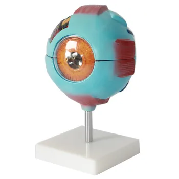 

Assemble Enlarge 6x Life-size Plastic PVC Human Eye Model Anatomy Human Specimens 9-parts for School Education Medical Teaching
