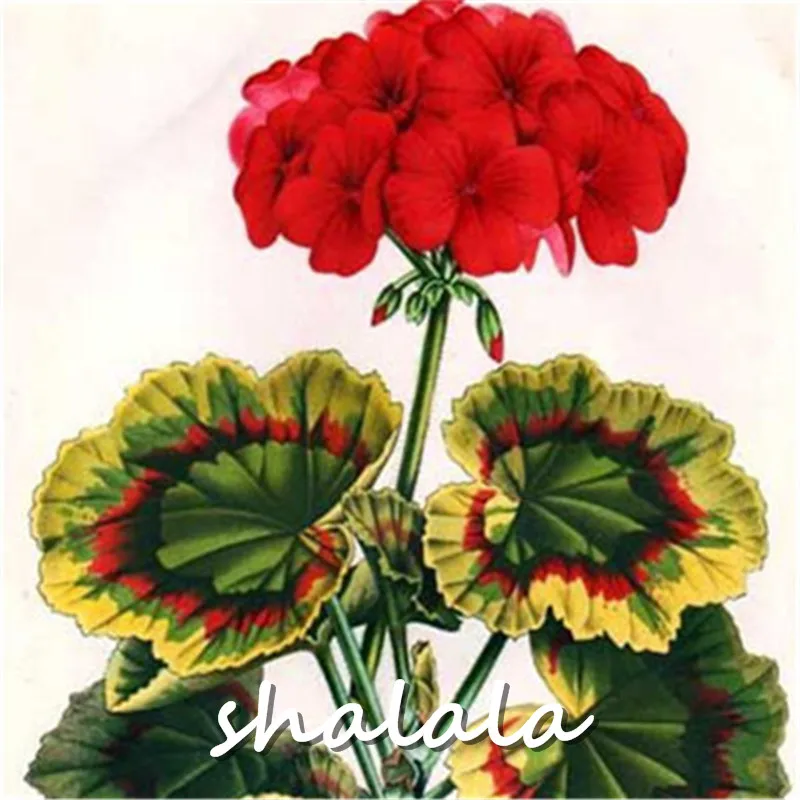 Geranium seeds Maverick Coral22