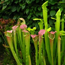 5 Семян/много Flava Sarracenia Семена Хищные Растения Кувшин Завод Пурпурной Sarracenia Семян Сад Горшки Бонсай и Сада