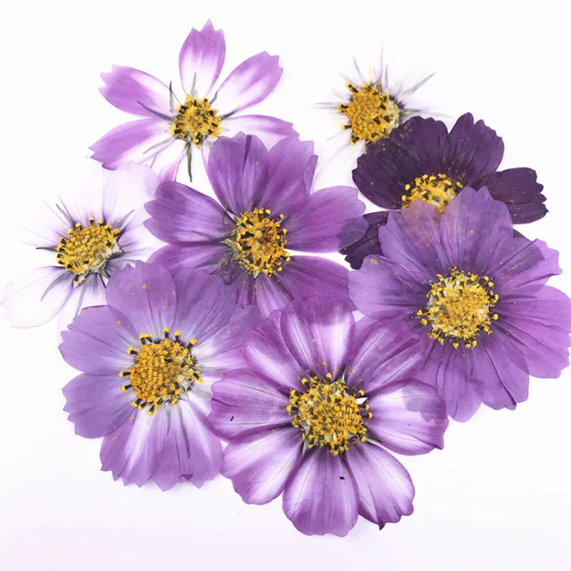 

Variegated Cosmos decorative flowers Pressed flowers For Press Painting free shipment 1 lot / 100 pcs