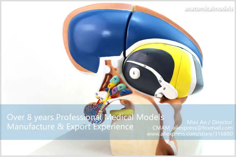 BRAIN13 CMAM MODEL Brain Diencephalon Thalamus Medical Model 7