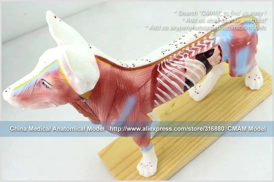 A05 dog acupuncture model 4