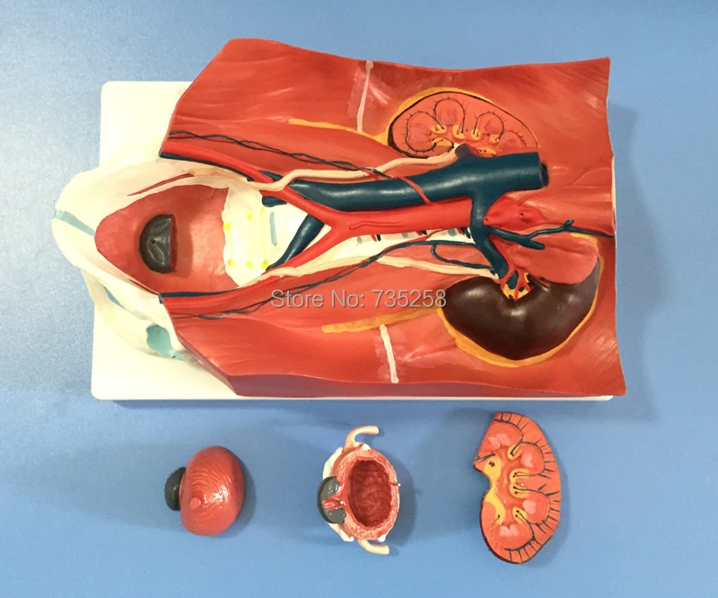 

Urinary System Model,Urinary System After Abdominal Wall Model
