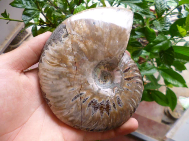493 г (1.08 фунта) природный Аммонит образца В виде ракушки Fossil Мадагаскар bff062|shell|shell
