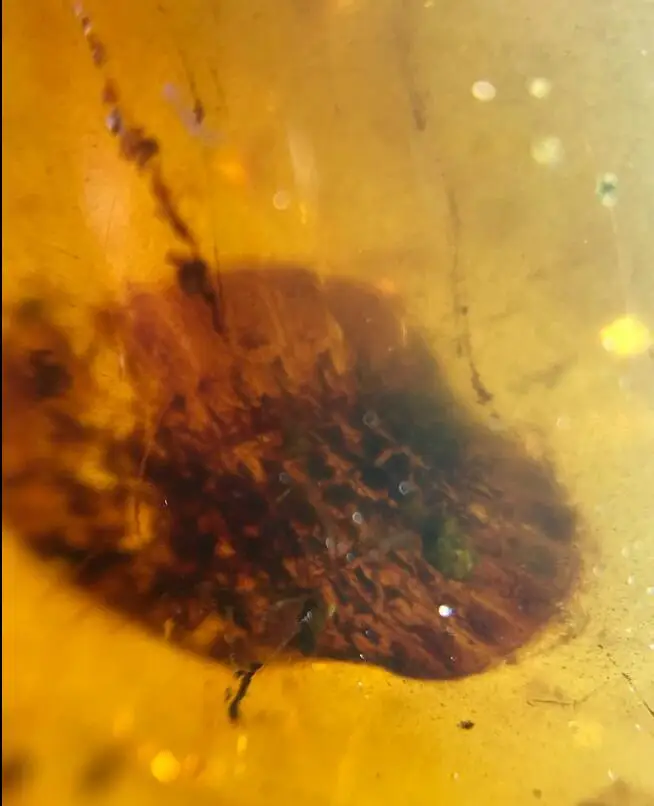 Cretaceous Psephenidae larva без обработки Myanmar Янтарное насекомое 100 миллионов лет Линкс