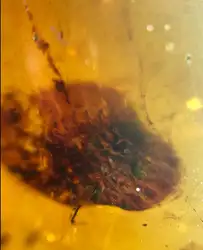 Мелового Psephenidae личинка острой Мьянма Amber насекомых 100 миллионов лет lynx камень поверхности кольца мужчины женщины ювелирные изделия