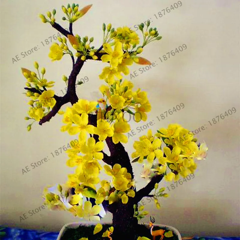 

10pcs/bag yellow Jasmine plant,Home Garden Potted Bonsai, amazing smell & beautiful flowers for room