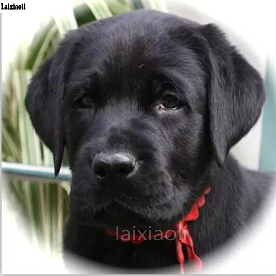 

full square round drill diamond mosaic diamond painting cross stitch labrador retriever diy 5d diamond embroidery painting icon