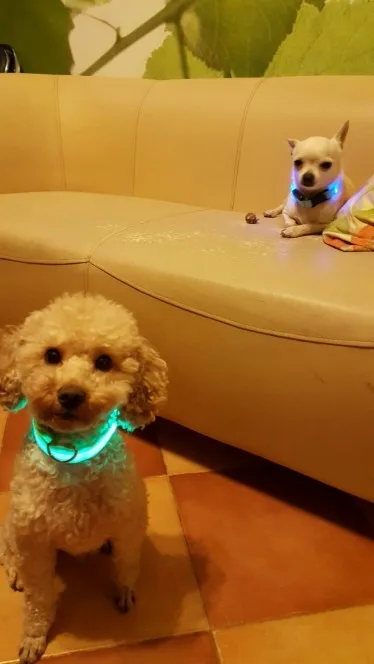 Nylon LED Pet Dog Collar,Night Safety Flashing Glow In The Dark Dog Leash,Dogs Luminous Fluorescent Collars Pet Supplies hemp dog collars