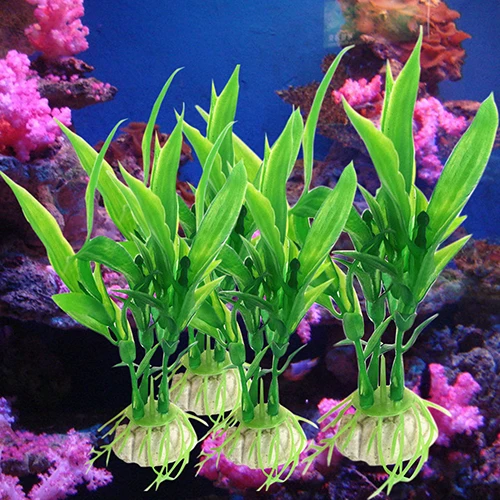 bamboo aquarium plant www