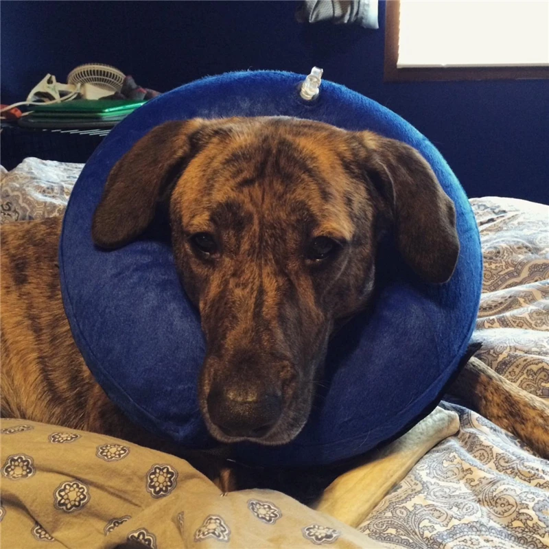 Inflatable Comfortable Pet Dogs Cat Health Recovery Elizabethan Collar