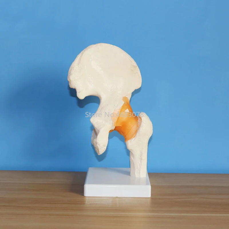 Life Size Human Ligament Hip Joint Medical Anatomy Model Skeleton Medical Science Stationery for teaching supplies