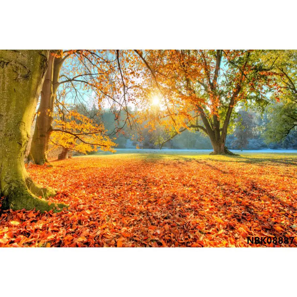 Laeacco осенние леса пейзажи Солнечный свет Путь портретная сцена фотографии фон для фотостудии - Цвет: NBK08887