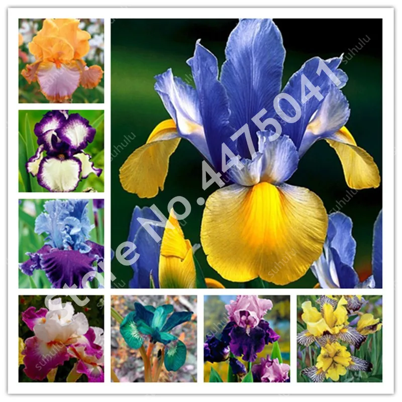 

50 Pcs Aquatic Plant Iris Flower Bearded Iris Rare Bonsai Perennia Phalaenopsis Orchid Flower Pots Nature Plants For Home Garden
