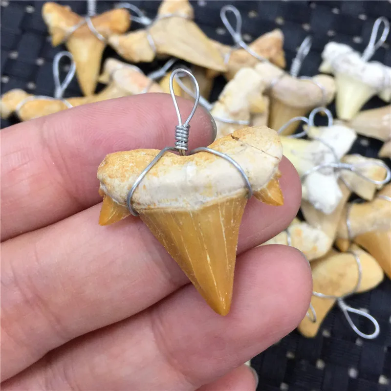 1PC Natural Animal Fossil Shark Teeth Pendant Fossil Mineral Specimens For Collection WoMen's Men's Necklace As Gift