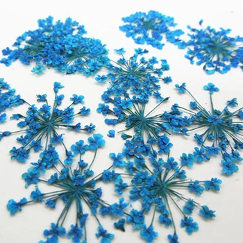 

Blue Minoan Lace Flowers Class A Real Dried Flowers Specimens Material For Teaching Props 120 Pcs Free Shipment