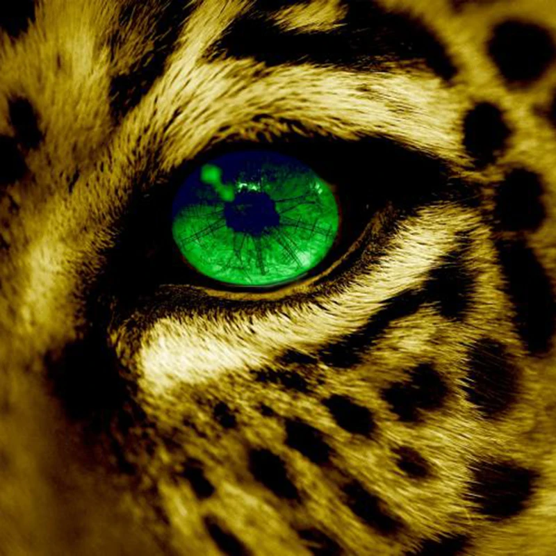 animals_widewallpaper_cat-s-eye_66610