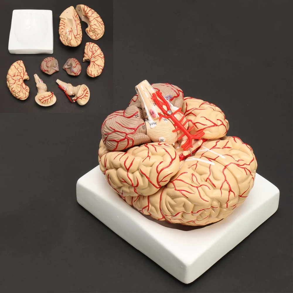 Modelo de anatomía del cerebro del tamaño de la vida humana conjunto médico 8 partes presupuesto de las arterias del cerebro modelo de anatomía - 1